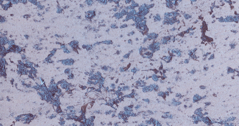 M24 Marrone  Perla Blu